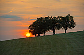  Wind beech trees and sunset, Hofsgrund, Oberried, Schauinsland, Black Forest, Baden-Württemberg, Germany 