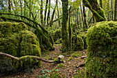  Hiking trail through forest with moss, Loue valley, Lizine, near Besançon, Doubs department, Bourgogne-Franche-Comté, Jura, France 