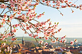 Mandelblüte in Birkweiler an der Weinstraße, Rheinland-Pfalz, Deutschland