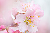 Mandelblüte (Prunus dulcis) in Gimmeldingen, Neustadt an der Weinstraße, Rheinland-Pfalz, Deutschland