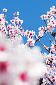 Mandelblüte (Prunus dulcis) in Gimmeldingen, Neustadt an der Weinstraße, Rheinland-Pfalz, Deutschland