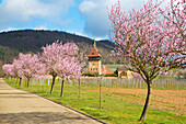  Almond blossom at Geilweilerhof, Siebeldingen, Rhineland-Palatinate, Germany 