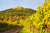Das Hambacher Schloss im Herbst mit Weinbergen im Vordergrund, Neustadt an der Weinstraße, Rheinland-Pfalz, Deutschland