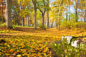 Wanderweg bei der Klosterruine Limburg im Herbst, Bad Dürkheim, Rheinland-Pfalz, Deutschland