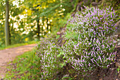  Heather on a hiking trail in the Palatinate Forest, Annweiler am Trifels, Rhineland-Palatinate, Germany 