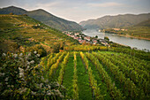  Vineyards near Spitz an der Donau, UNESCO World Heritage “Wachau Cultural Landscape”, Lower Austria, Austria, Europe 