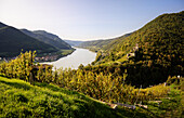 Blick vom Tausendeimerberg über Weinreben auf Burgruine Hinterhaus und das Donautal, UNESCO Welterbe "Kulturlandschaft Wachau", Spitz an der Donau, Niederösterreich, Österreich, Europa