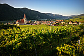 Blick über Weingärten auf Weißenkirchen in der Wachau mit Pfarrkirche Mariä Himmelfahrt und der Donau, UNESCO Welterbe "Kulturlandschaft Wachau", Niederösterreich, Österreich, Europa