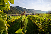  View over vineyards to the parish church of the Assumption of Mary, UNESCO World Heritage “Wachau Cultural Landscape”, Weißenkirchen in der Wachau, Lower Austria, Austria, Europe 