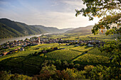 Blick über Weingärten auf Weißenkirchen in der Wachau mit Pfarrkirche Mariä Himmelfahrt und der Donau, UNESCO Welterbe "Kulturlandschaft Wachau", Niederösterreich, Österreich, Europa