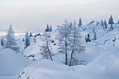 verschneite Bäume am Valparola Pass, Venetien, Italien