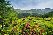  blooming Almrausch, Kammkarlspitz, Sölktäler Nature Park, Wölzer Tauern, Styria, Austria 