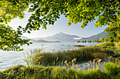  Mondsee, Schafberg, Salzkammergut, Salzburg, Austria 