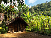 Garten mit Hütte oberhalb vom Dorf Bogo am Koronige River, Kerowagi District, Simbu Province, Papua Neuguinea