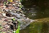 Krokodil in einem See im Wildpark Haller Park, Bamburi, in der Nähe von Mombasa, Kenia, Afrika