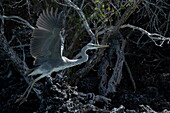  Gray heron taking off, Aldabra Atoll, Outer Seychelles, Seychelles, Indian Ocean 