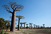  The Avenue of the Baobabs, a prominent group of Grandidier baobab trees (Adansonia grandidieri) lining the dirt road number 8 between Morondava and Belon&#39;i Tsiribihina, near Morondava, Menabe, Madagascar, Indian Ocean 
