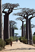  People walk along the Avenue of Baobabs, a prominent group of Grandidier baobab trees (Adansonia grandidieri) that line the dirt road number 8 between Morondava and Belon&#39;i Tsiribihina near Morondava, Menabe, Madagascar and the Indian Ocean 