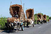 Ochsenkarren auf der Straße, die Schilf für Dächer transportieren, Toliary II, Atsimo-Andrefana, Madagaskar, Indischer Ozean