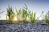 Schilf im Muschelfeld bei Sonnenuntergang, Neuharlingersiel, Ostfriesland, Niedersachsen, Deutschland, Europa