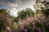 Heideblüte in der Wacholderheide Lingen, Emsland, Niedersachsen, Deutschland, Europa