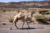  Camel walks along road, near Arta, Djibouti, Middle East 