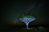 Sokotra-Drachenblutbaum (Dracaena cinnabari) auf dem Diksam-Plateau unter Sternenhimmel bei Nacht, Gallaba, Insel Sokotra, Jemen, Golf von Aden, Ostafrika