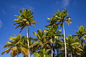 Kokospalmen am Strand vor blauem Himmel, Insel Bijoutier Island, Saint-François-Atoll, Alphonse Group, Äußere Seychellen, Indischer Ozean, Ostafrika