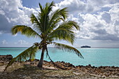 Kokospalme am Strand, vor dem Expeditionskreuzfahrtschiff SH Diana (Swan Hellenic) im Meer, Aldabra-Atoll, Äußere Seychellen, Seychellen, Indischer Ozean, Ostafrika