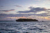 Vogelschwarm und Insel in der Lagune, beim Ausflug mit einem Zodiac Schlauchboot vom Expeditionskreuzfahrtschiff SH Diana (Swan Hellenic), Aldabra-Atoll, Outer Islands, Äußere Seychellen, Seychellen, Indischer Ozean, Ostafrika