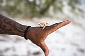 Detailaufnahme  einer Krabbe (Brachyura) auf einer menschlichen Hand, Aldabra-Atoll, Äußere Seychellen, Seychellen, Indischer Ozean, Ostafrika