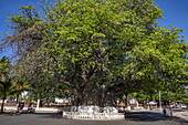  Giant African baobab tree (Adansonia digitata), the largest specimen in Madagascar, with a circumference of 21 meters, Mahajanga, Boeny, Madagascar, Indian Ocean 