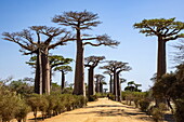  The Avenue of the Baobabs, a prominent group of Grandidier baobab trees (Adansonia grandidieri) lining the dirt road number 8 between Morondava and Belon&#39;i Tsiribihina, near Morondava, Menabe, Madagascar, Indian Ocean 