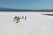  Aerial view of two camels and shepherds walking along the salt pans at Lake Assal, near Arta, Djibouti, Middle East 