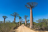  Aerial view of a blonde woman walking along the Avenue of Baobabs, a prominent group of Grandidier baobab trees (Adansonia grandidieri) that lines the dirt road number 8 between Morondava and Belon&#39;i Tsiribihina, near Morondava, Menabe, Madagascar , Indian Ocean 