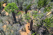  Aerial view of a woman standing next to a baobab tree in the spiny forest in Reniala Nature Reserve, Toliary II, Atsimo-Andrefana, Madagascar, Indian Ocean 