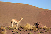 Chile; Nordchile; Region Antofagasta; Atacama Wüste; einsames Vikunja