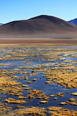Chile; Nordchile; Region Antofagasta; Atacama Wüste; Furt des Rio Putana; Auenlandschaft
