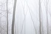  Fog atmosphere in the forest, Schwanberg, Rödelsee, Kitzingen, Lower Franconia, Franconia, Bavaria, Germany, Europe 