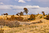 Landschaft mit Gras, Büschen und Bäumen im Herbst sowie einem Holzzaun vor Wolken in Patagonien, Chile, Südamerika