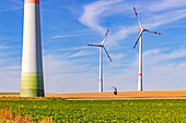  Lonely old tree on barren agriculture field in the middle of huge wind turbines in sunshine 