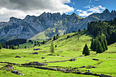 Almboden vor den Felswänden des Säntis, Schwägalp, Alpstein, Appenzeller Alpen, St. Gallen, Schweiz