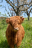  Young Galloway cattle, South Harz, Thuringia, Germany 