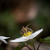  Bee on wood anemone Anemone nemorosa, Zug, Switzerland 