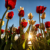  Tulip splendor on Lake Zug, Zug, Switzerland 