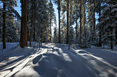  Winter landscape Gottschalkenberg, Zug, Switzerland 