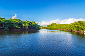 Mangrovenlandschaft am Packers Creek, Port Douglas, Queensland, Australien