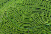  Aerial view of Europe&#39;s only tea plantation in Gorreana on the Azores island of Sao Miguel. 