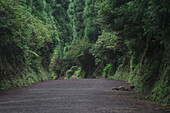  The path to the Miradouro da Boca do Inferno on Sao Miguel, Azores. 