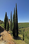 Blick durch Zypressen zum Chateau Quertinheux, Lastours, Montagne Noire, Nähe Carcassonne, Département Aude, Okzitanien, Frankreich